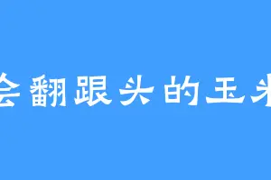 会翻跟头的玉米